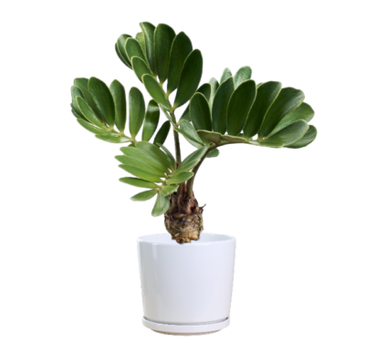 Zamia Furfuracea